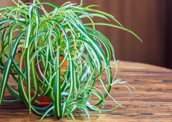 airplane plant care