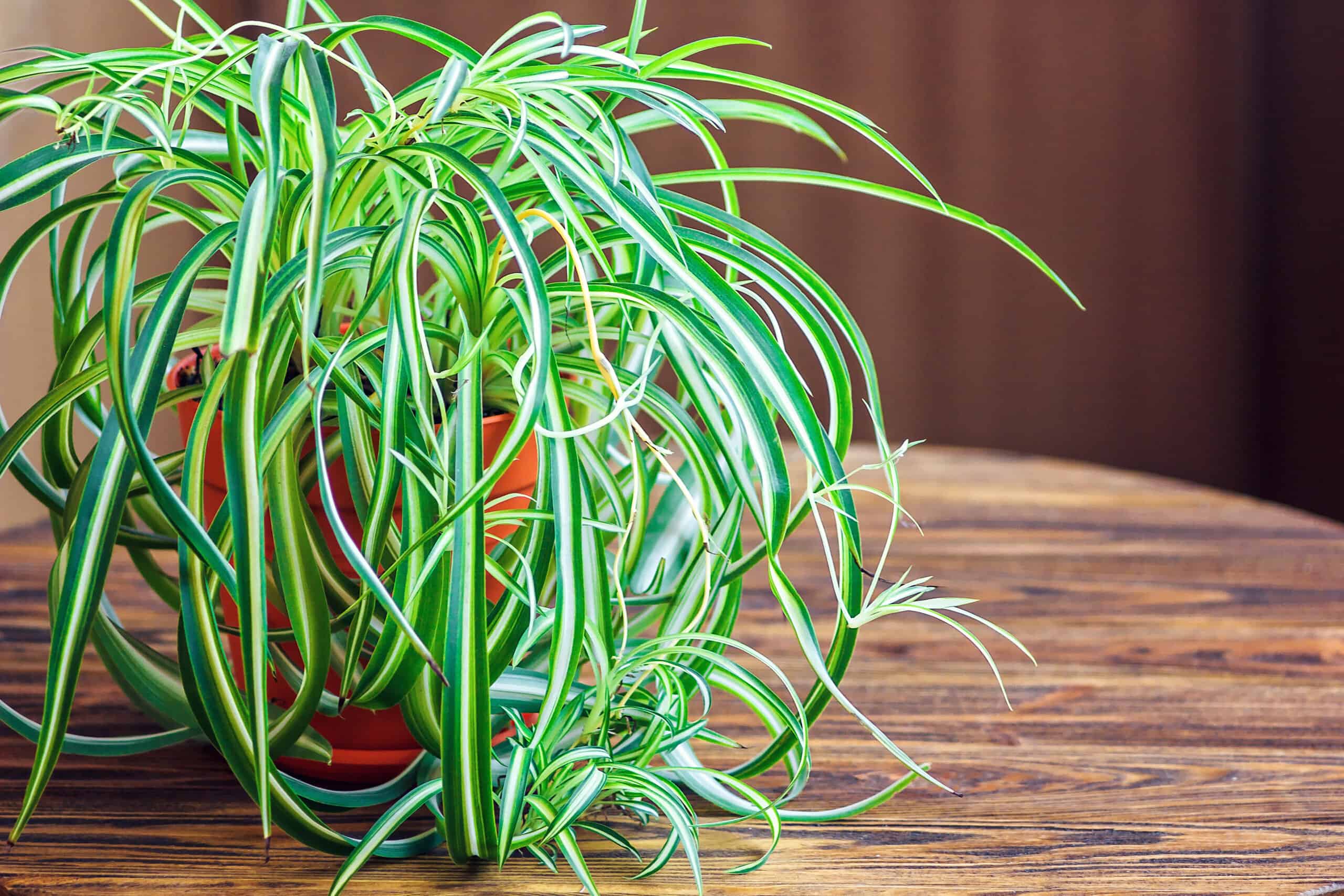airplane plant care