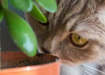 15 Plants Poisonous For Cats And Amazing Safe Alternatives