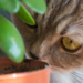 15 Plants Poisonous For Cats And Amazing Safe Alternatives