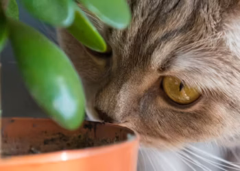 15 Plants Poisonous For Cats And Amazing Safe Alternatives