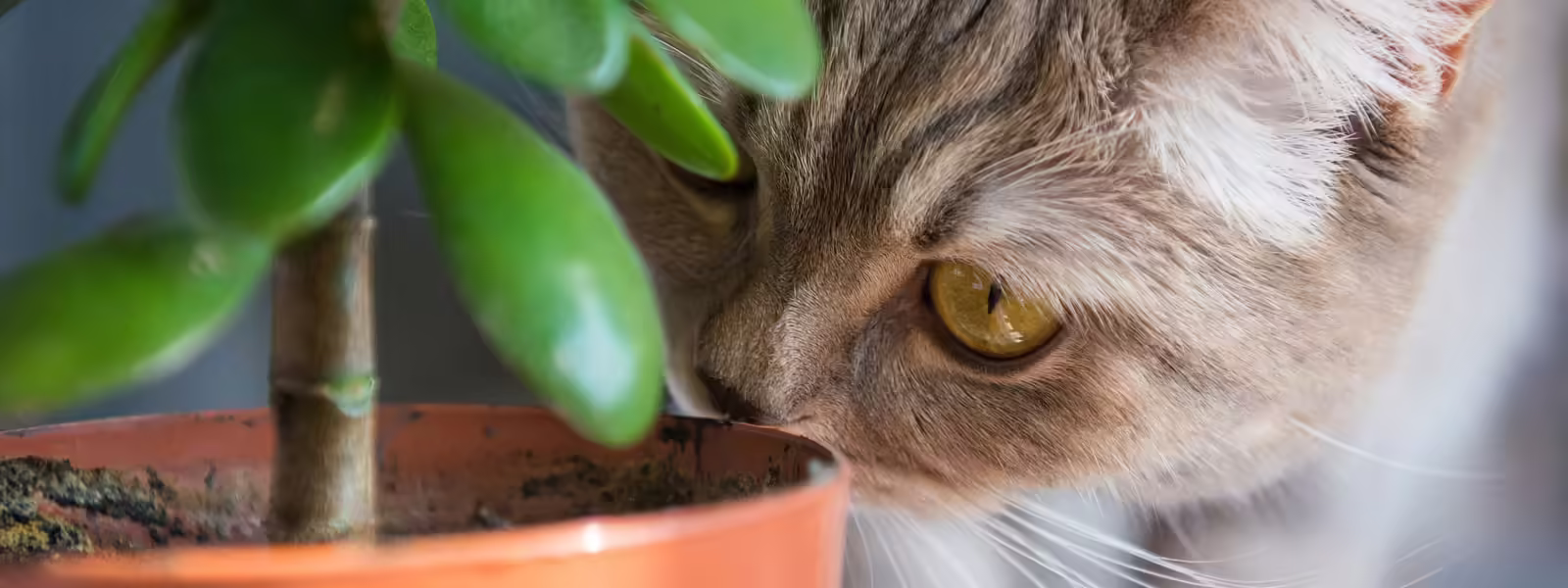 15 Plants Poisonous For Cats And Amazing Safe Alternatives
