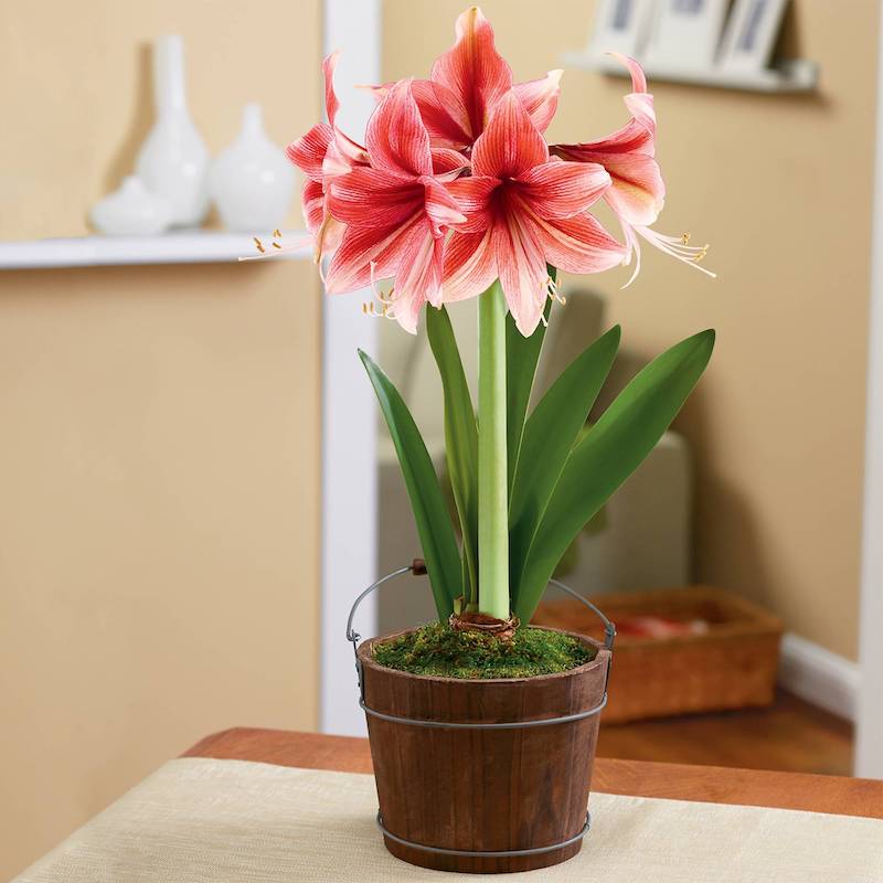 Amaryllis (Hippeastrum)| toxic houseplants dogs
