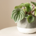 Peperomia Care