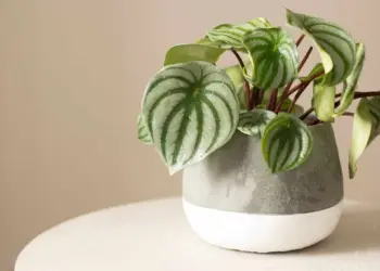 Peperomia Care