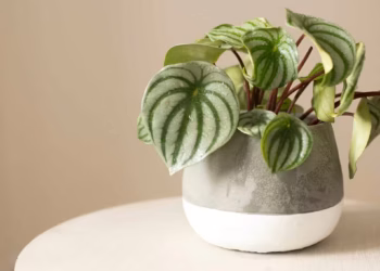 Peperomia Care Indoor