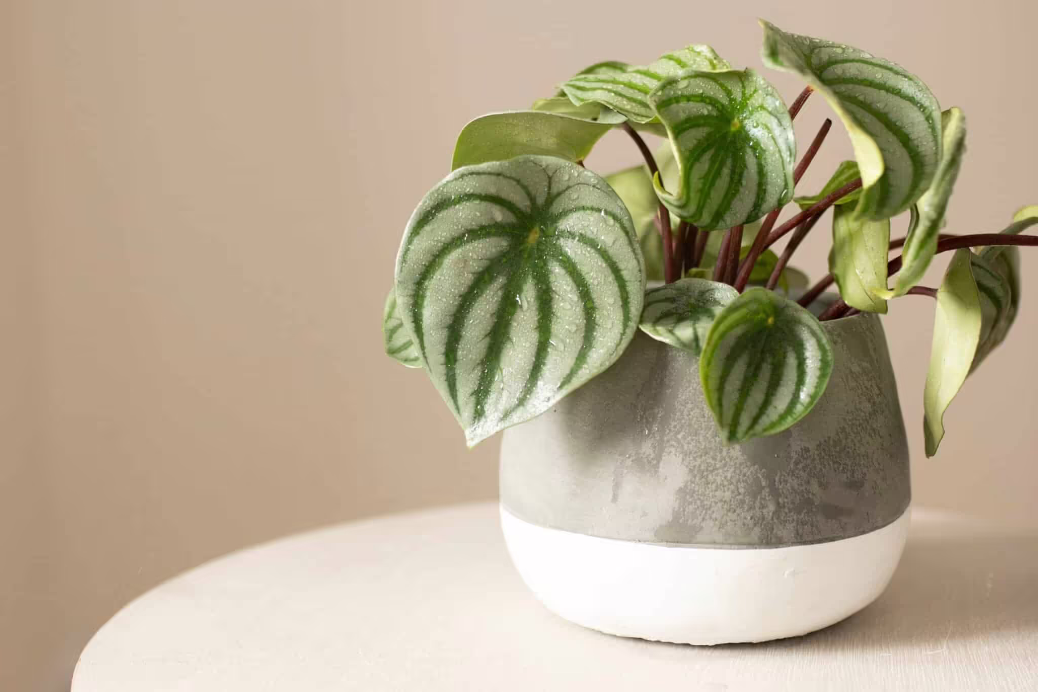 Peperomia Care Indoor