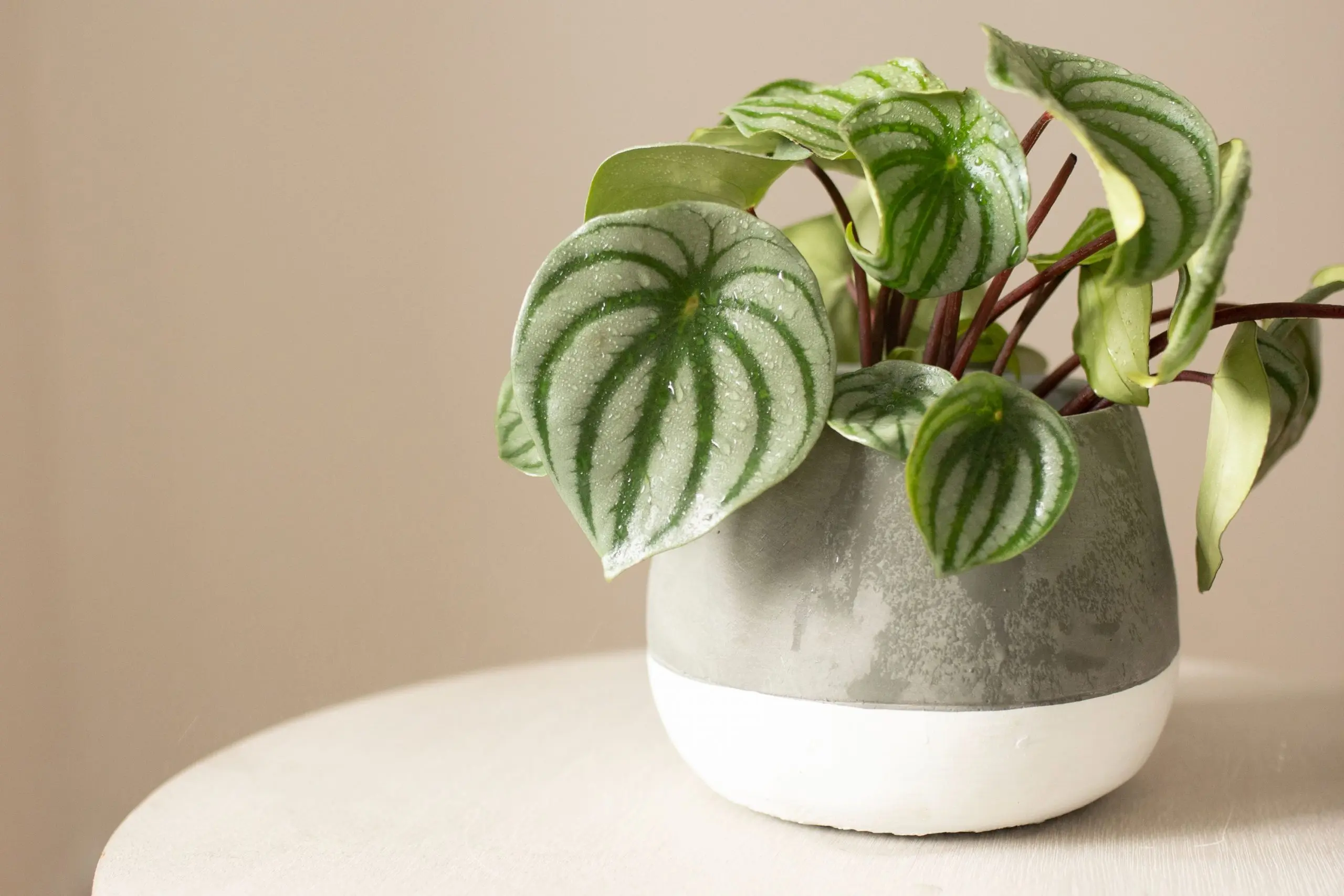 Peperomia Care