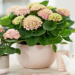 Hortensia Care Tips