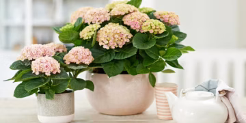 Hortensia Care Tips