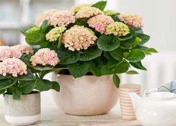 Hortensia Care Tips