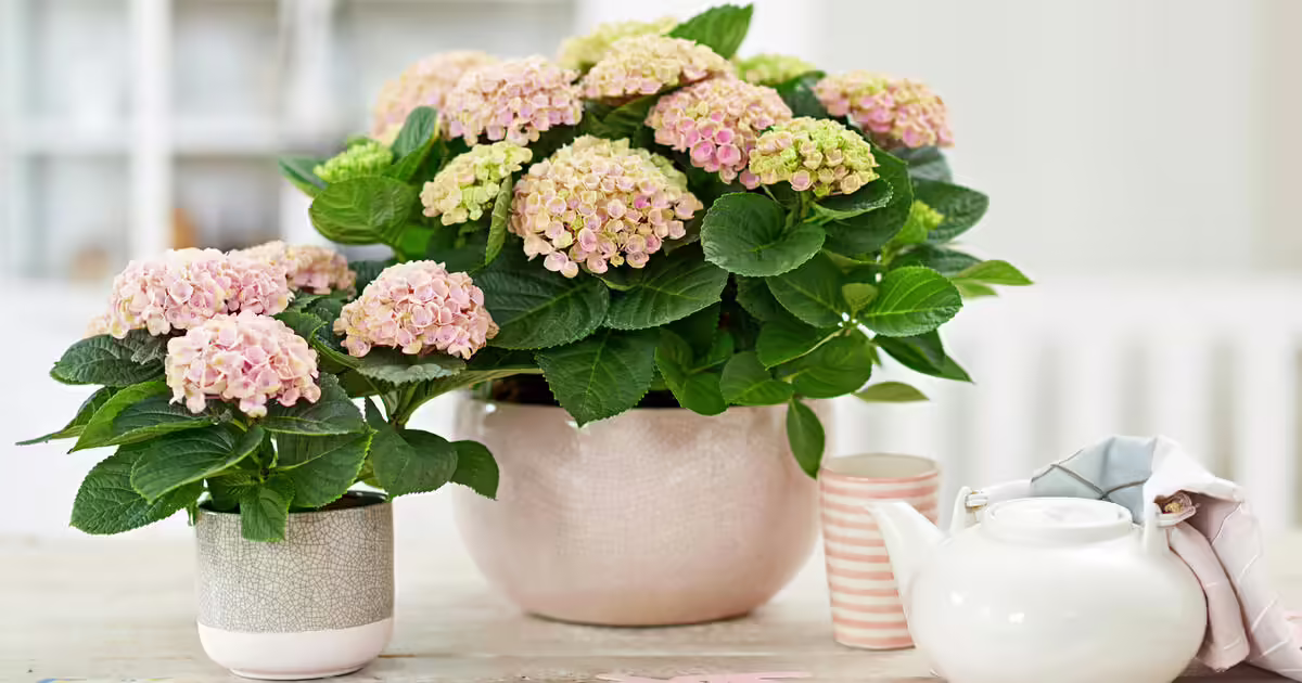Hortensia Care Tips