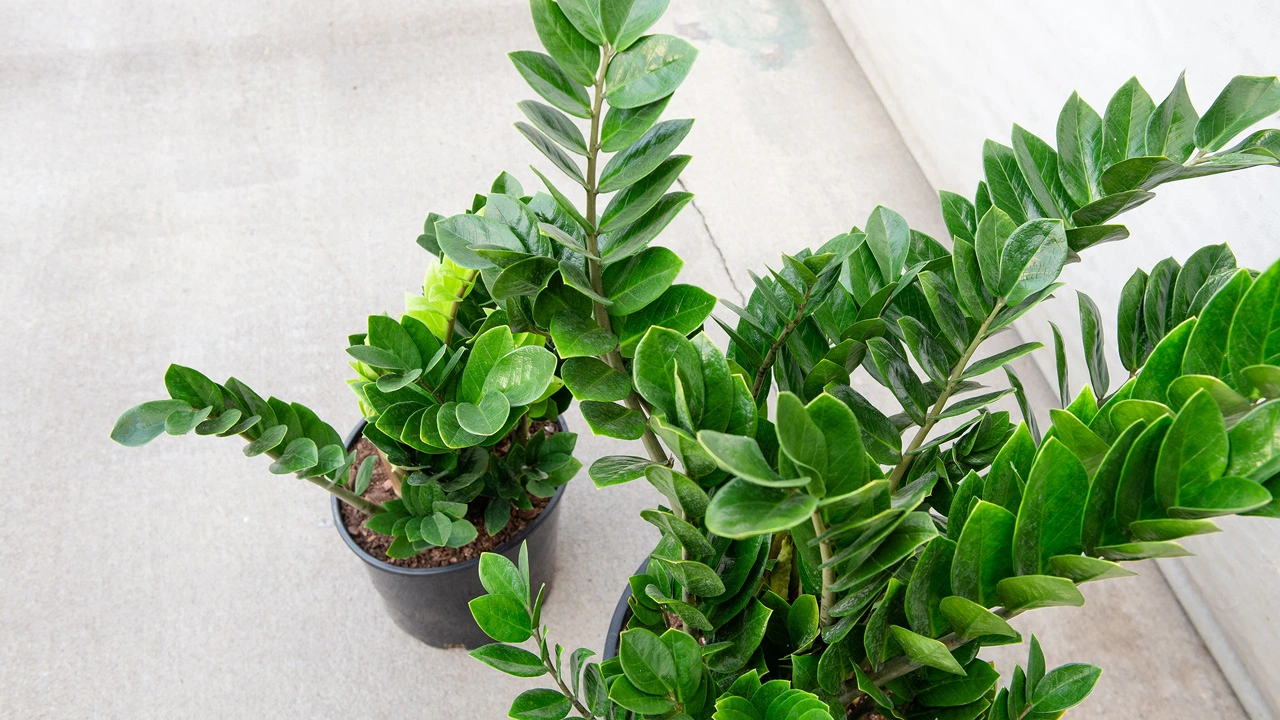 care for a zz plant
