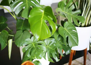 Care For Split Leaf Philodendron - All You Need to Know!