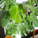 Care For Split Leaf Philodendron - All You Need to Know! 12 Care For Split Leaf Philodendron - All You Need to Know!