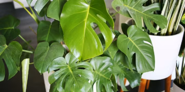 Care For Split Leaf Philodendron - All You Need to Know!