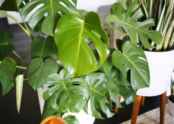 Care For Split Leaf Philodendron - All You Need to Know!