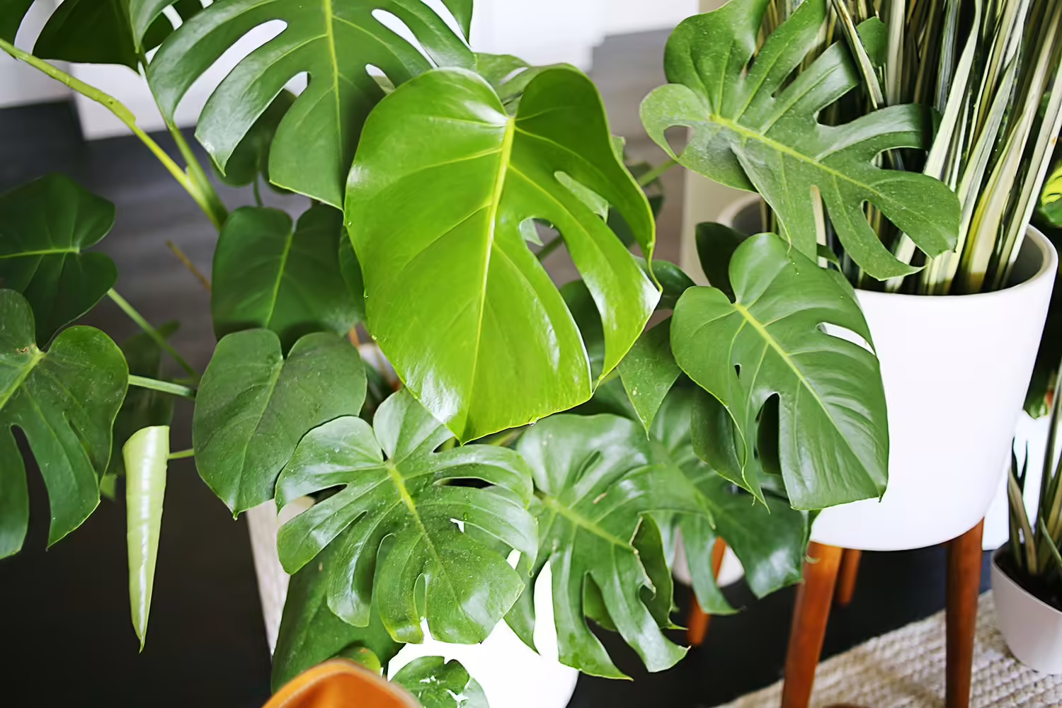 Care For Split Leaf Philodendron - All You Need to Know!