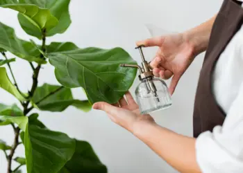 How To Propagate A Philodendron