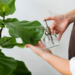 How To Propagate A Philodendron