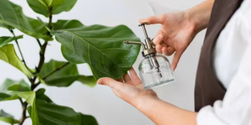How To Propagate A Philodendron