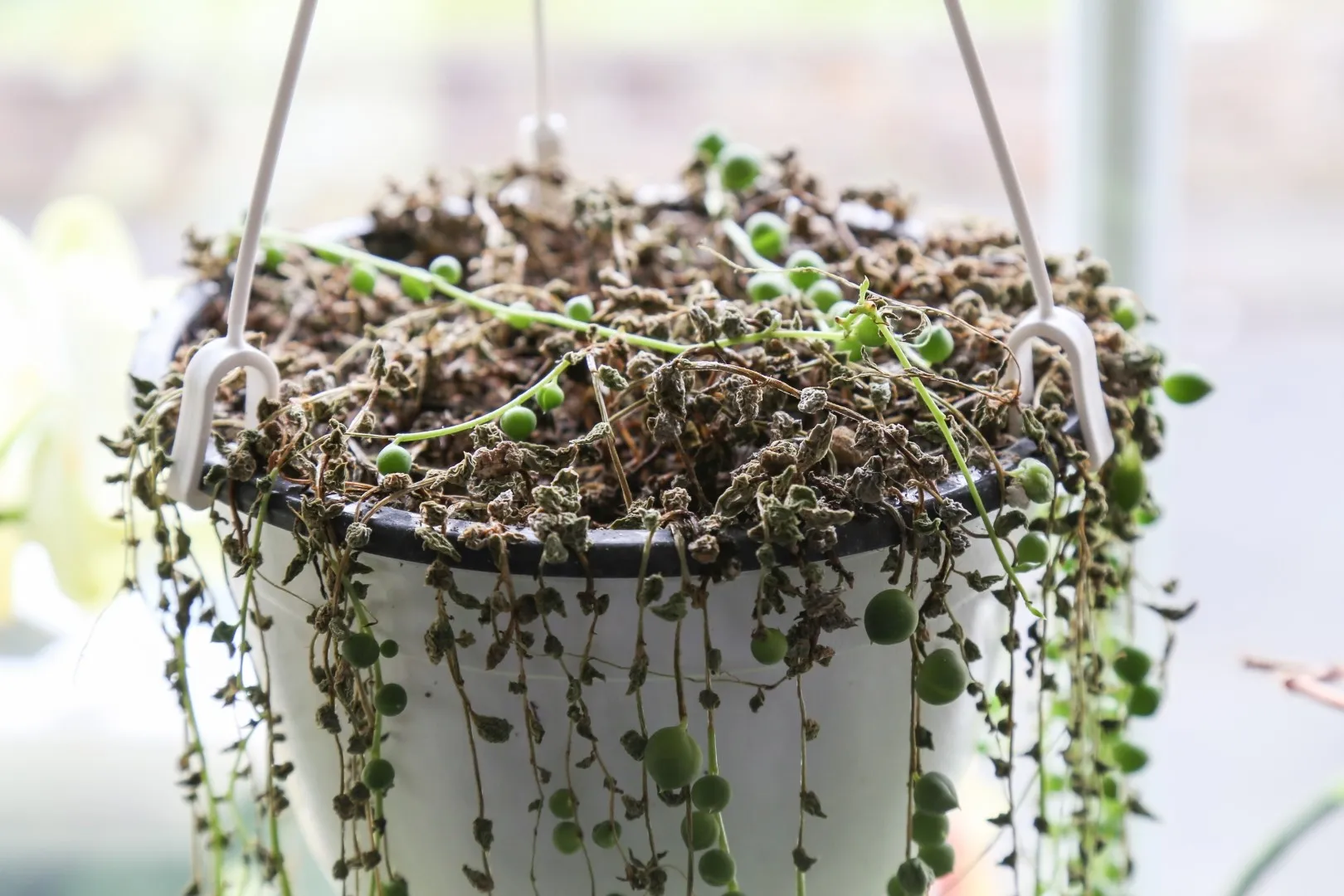 How to Grow and Care for a String of Pearls Plant