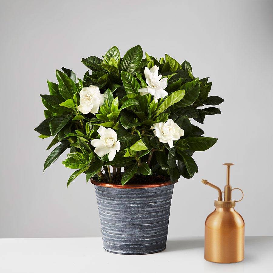 growing gardenias
