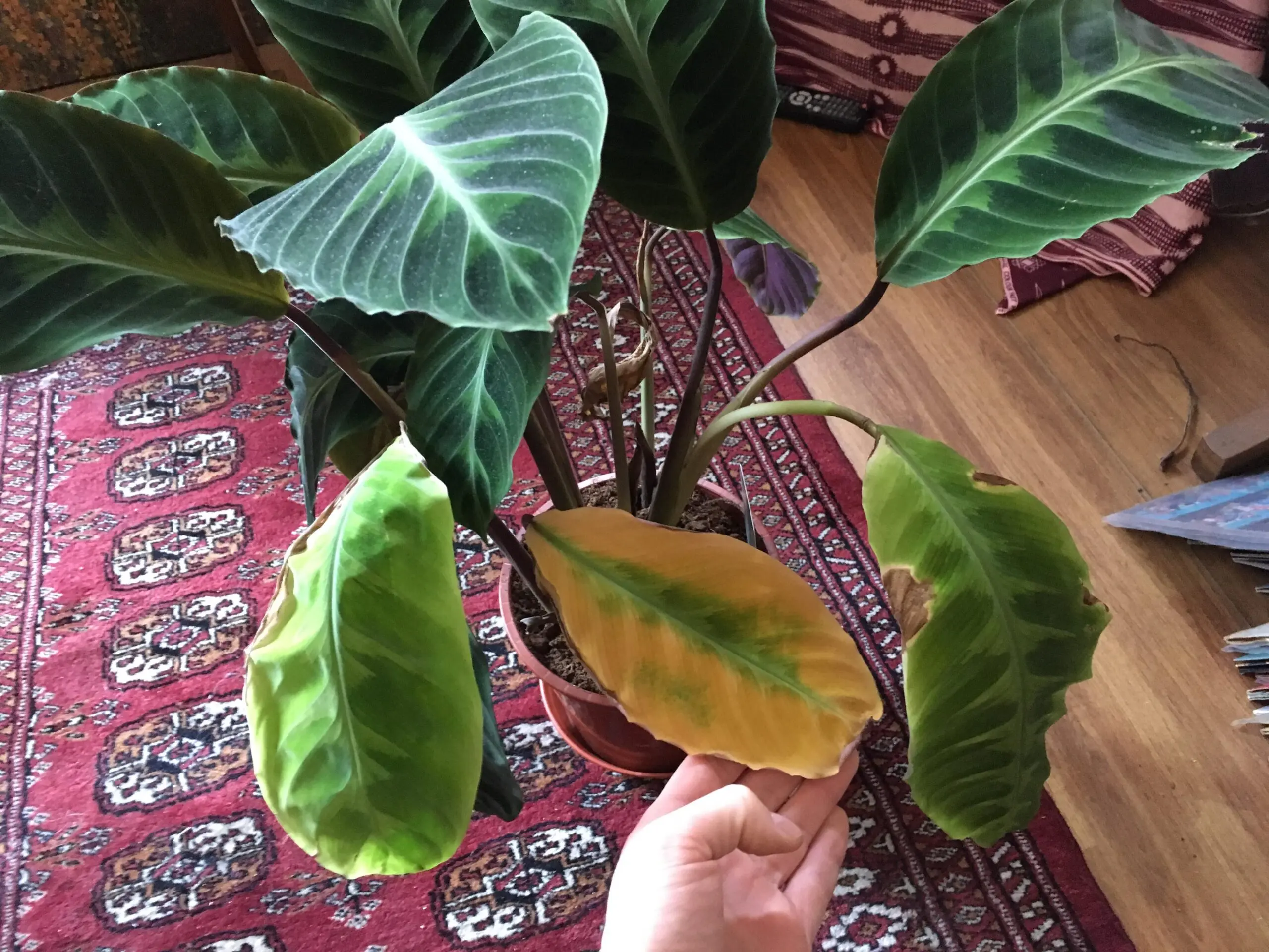 Why Is My Calathea Dying - Your Ultimate Guide! 5 dead calathea