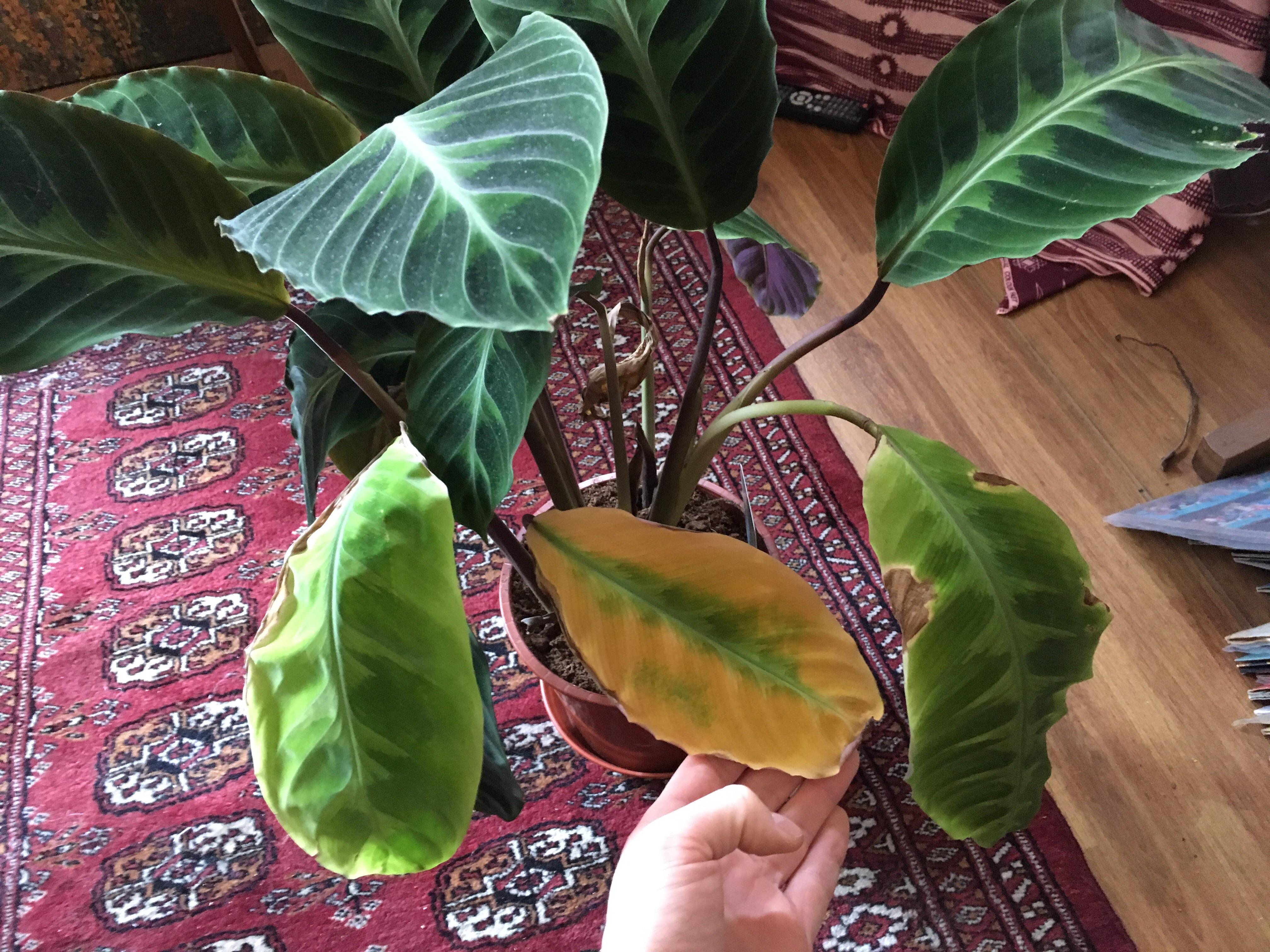 dead calathea
