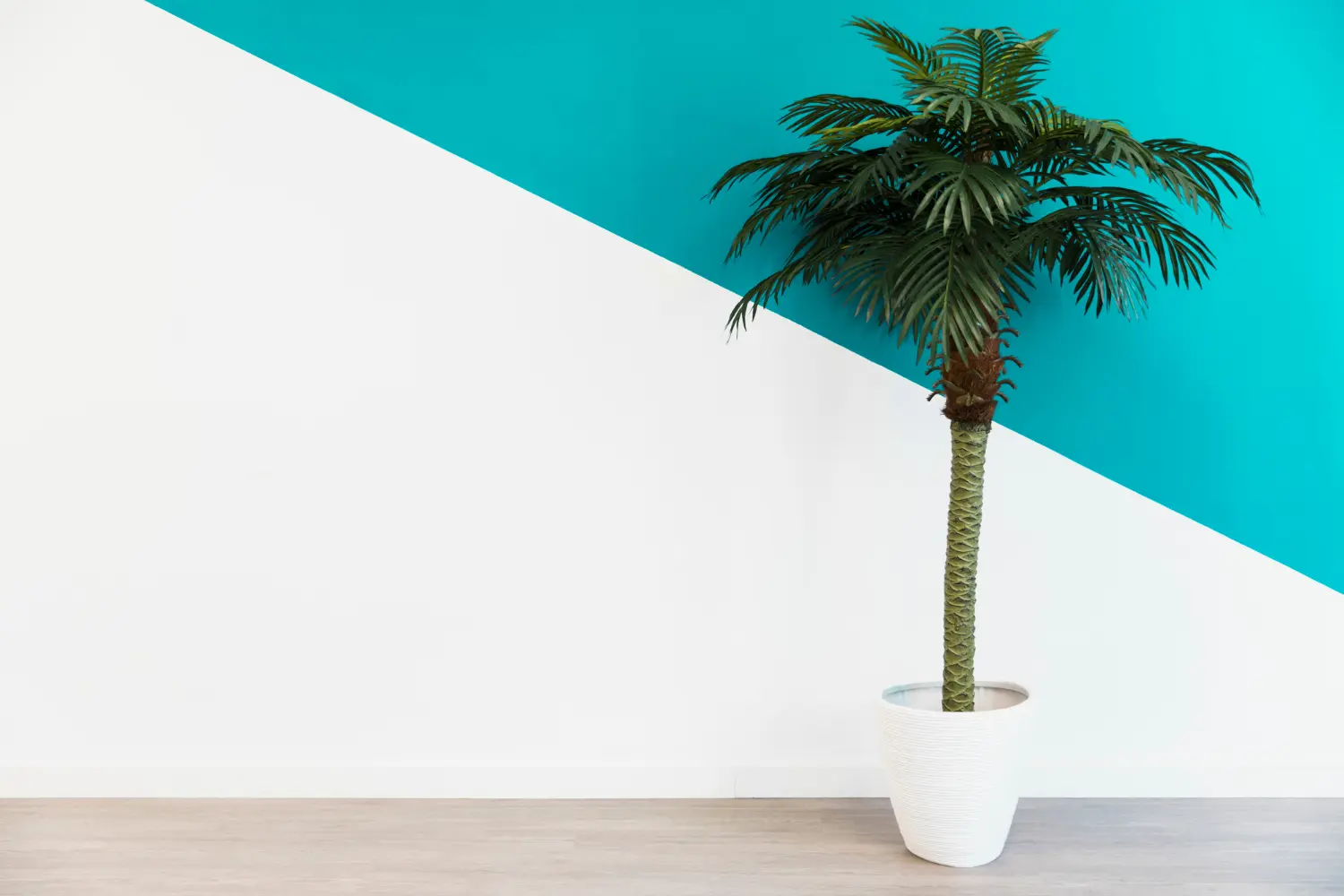 Sago Palm Indoor care