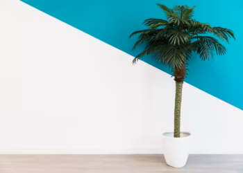 Sago Palm Indoor care