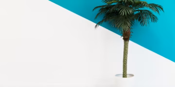 Sago Palm Indoor care