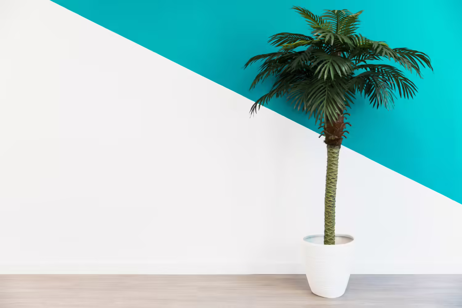 Sago Palm Indoor care