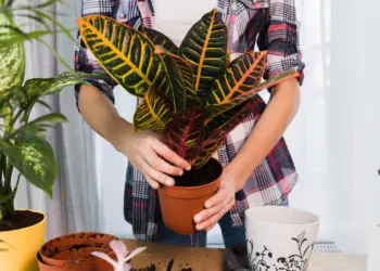 Why Is My Calathea Dying