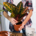 Why Is My Calathea Dying - Your Ultimate Guide! 14 Why Is My Calathea Dying