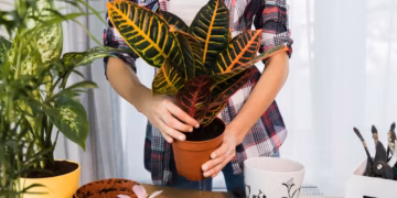 Why Is My Calathea Dying