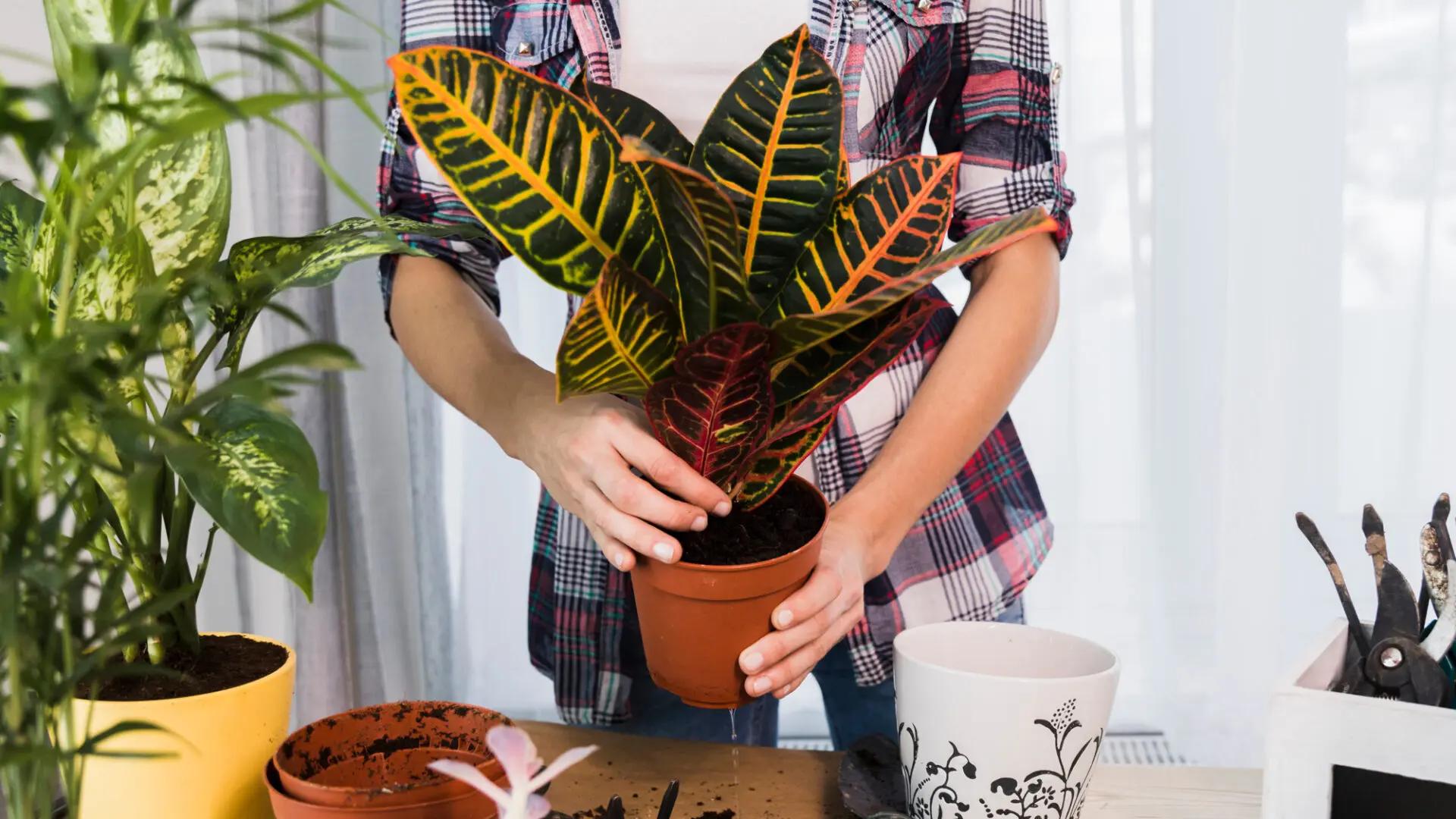Why Is My Calathea Dying
