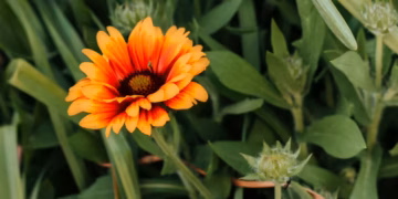 african daisy care