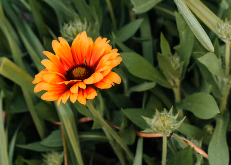 african daisy care