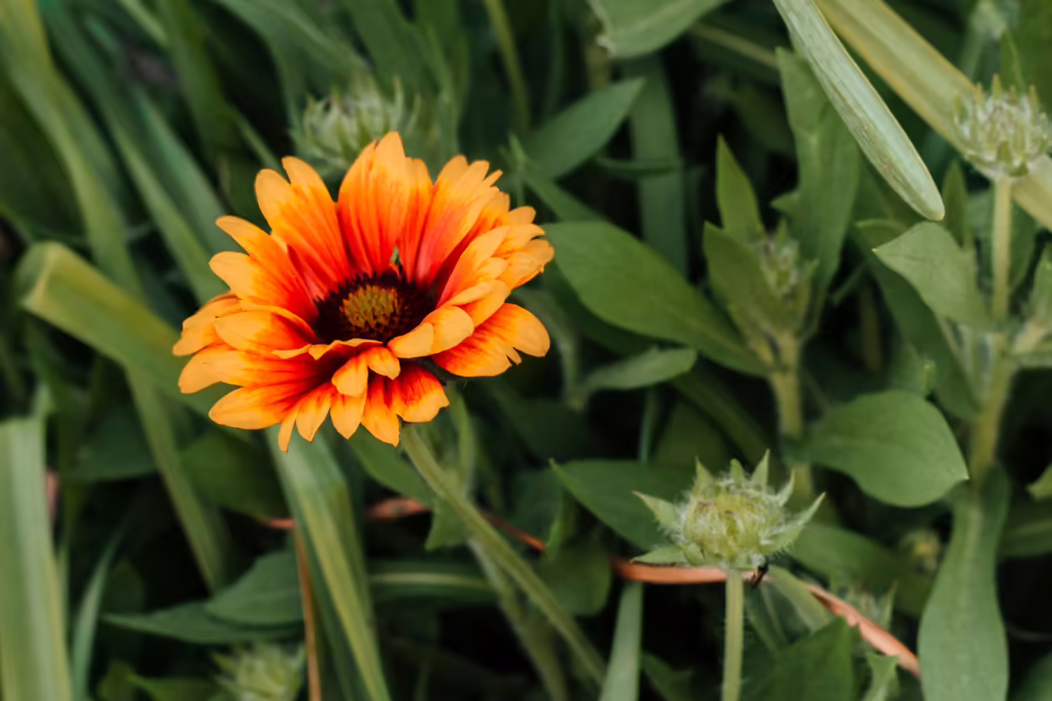 african daisy care