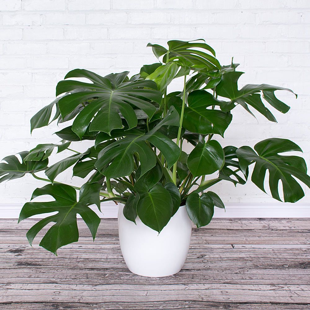 Split Leaf Philodendron|
Philodendron Monstera