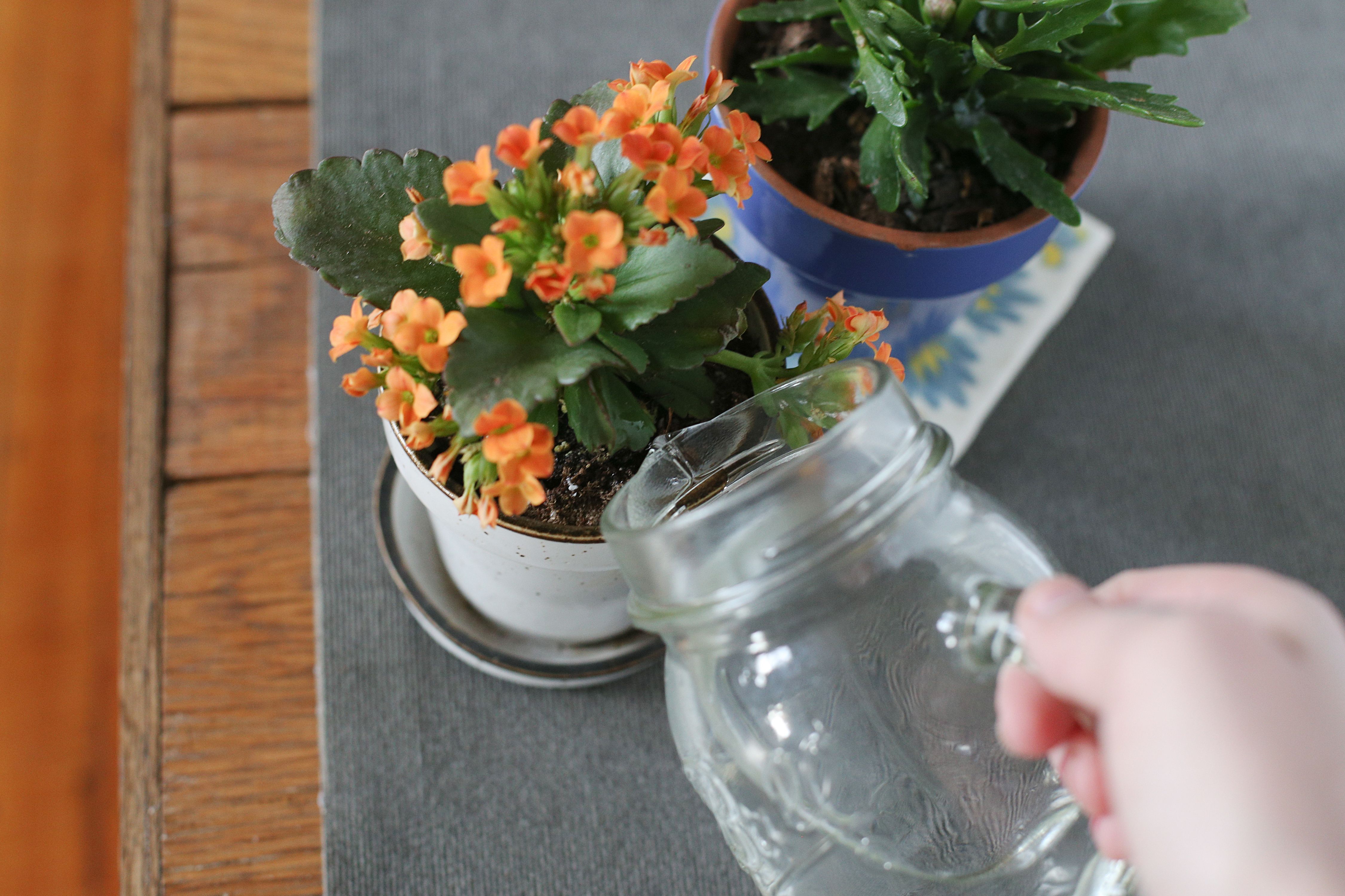 calandiva kalanchoe care
