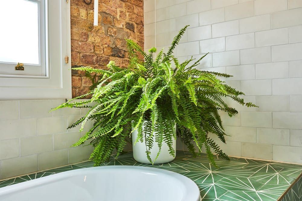 best plants for bathroom no light
