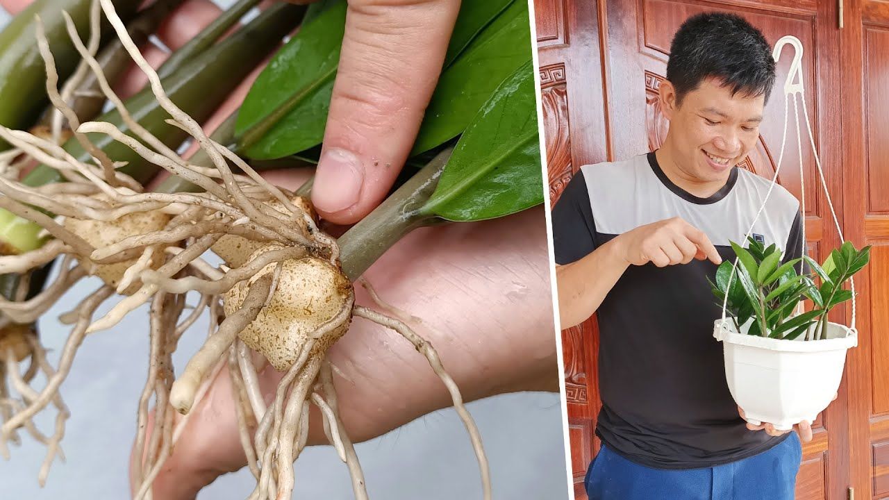 zamioculcas zamiifolia propagation| propagating zanzibar gem
