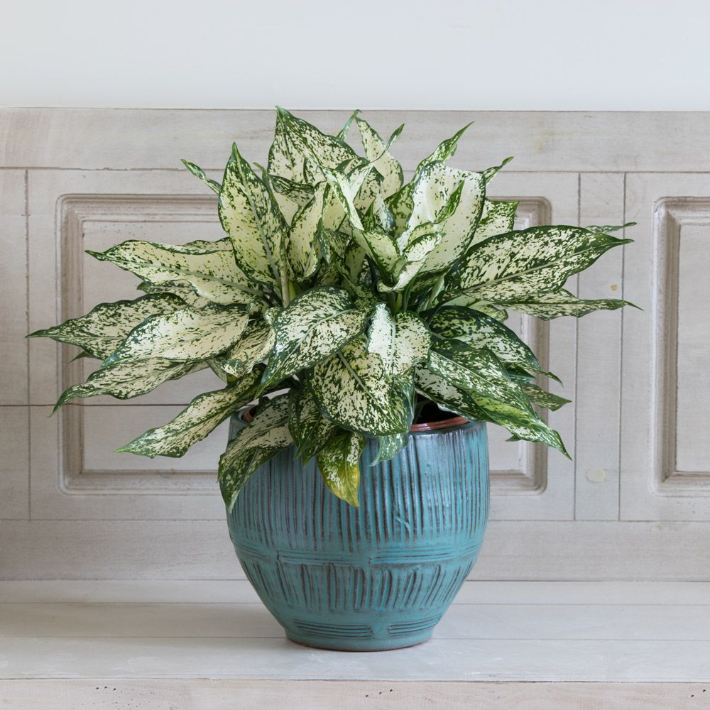 aglaonema chinese evergreen care
