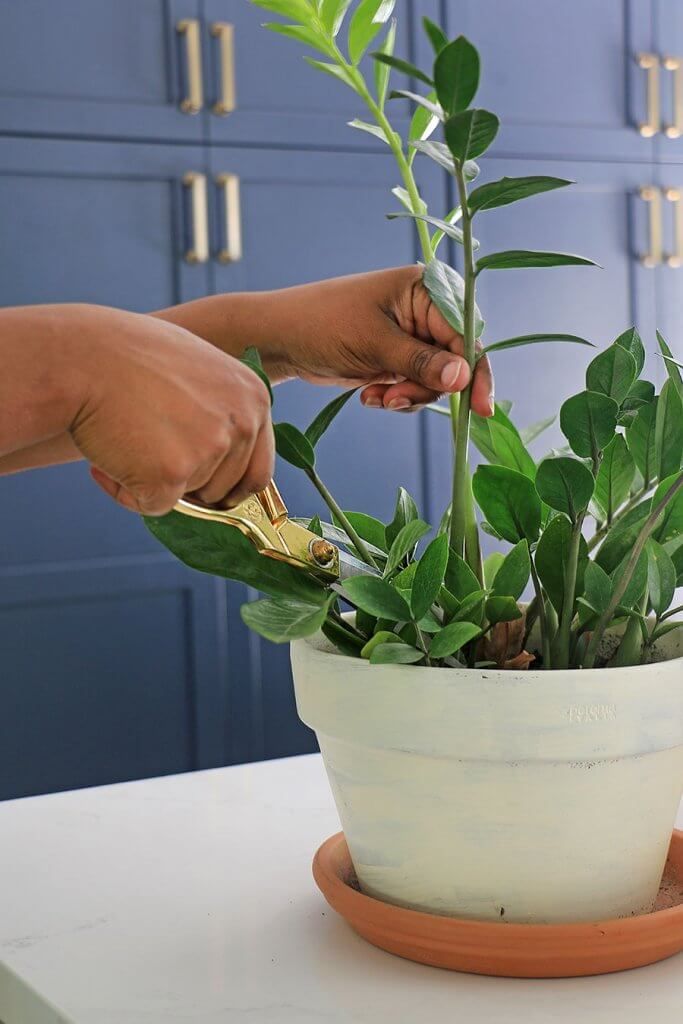 zee zee plant propagation
