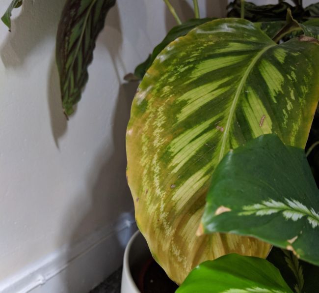 calathea medallion dying
