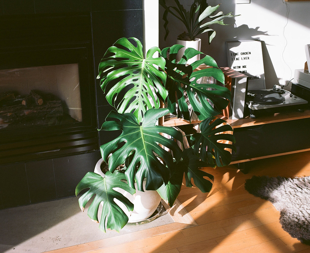 split leaf philodendron indoor care
