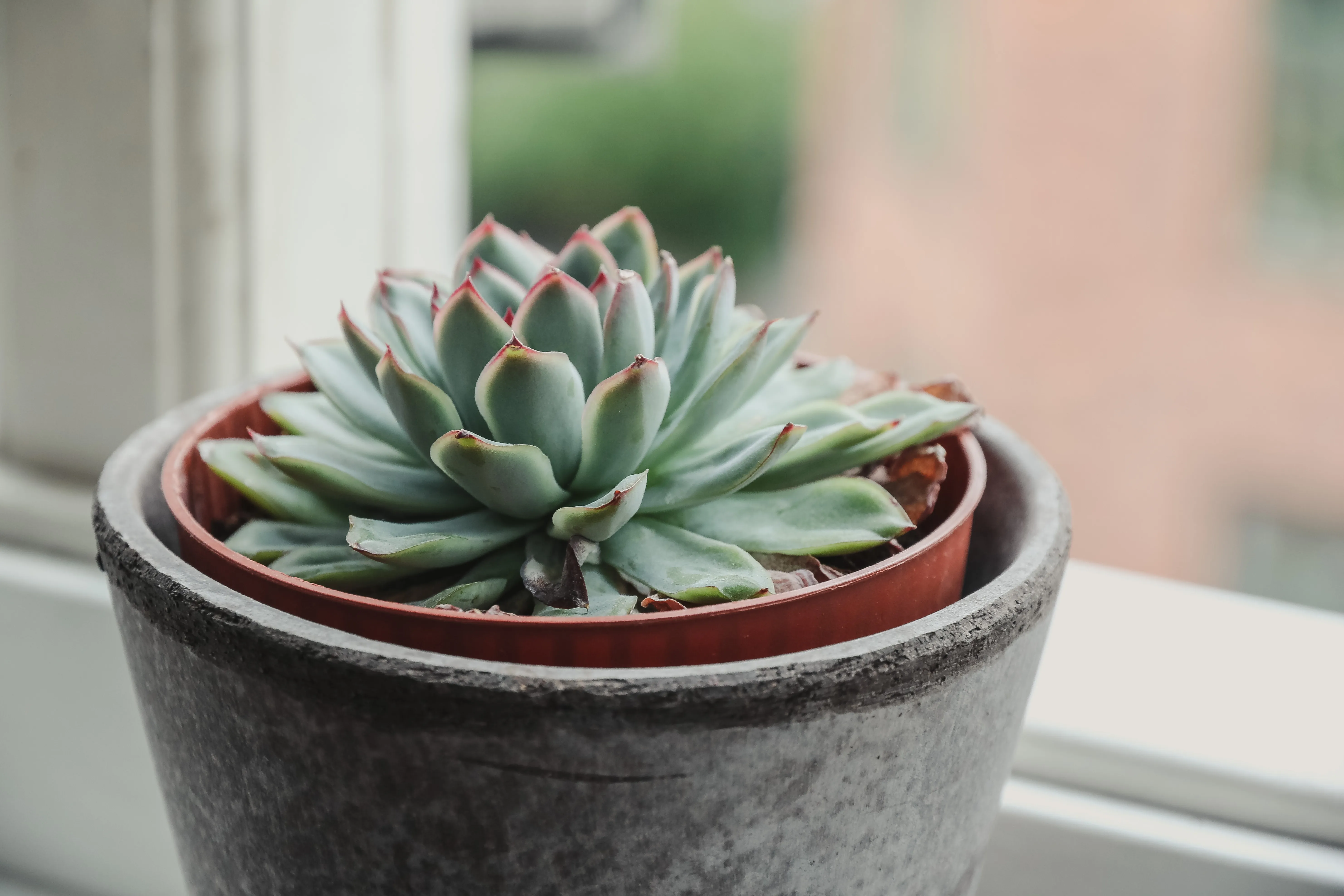 how to care for a succulent plant indoors