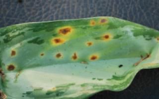 aglaonema plant care
